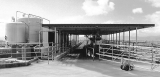 A modern "herringbone" type milking shed